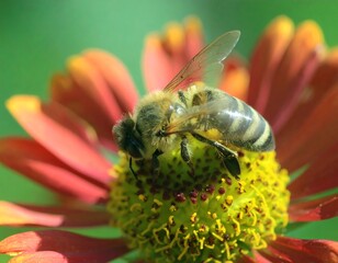Close-up of bee on vibrant flower
