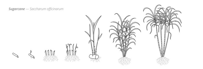 Growth stages of sugarcane from seed to harvesting. Botanical monochrome black and white hand drawn vector Illustration