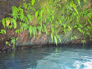 Scenic view of lush ferns on a mossy cliff above clear water, ideal for backgrounds, eco-tourism, wellness, and tropical nature concepts