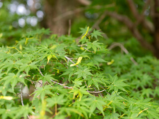 種子を付けた青紅葉