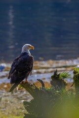 The majestic beauty of the Bald Eagle