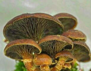 Close-up of clustered mushrooms