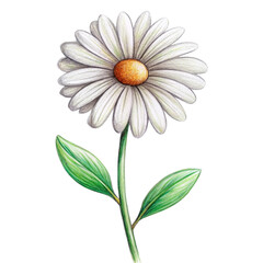 A white daisy flower with green leaves on a black background