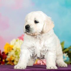 Obraz premium Adorable golden retriever puppy in front of colorful flowers