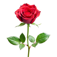 Naklejka premium A single red rose with green leaves on a black background