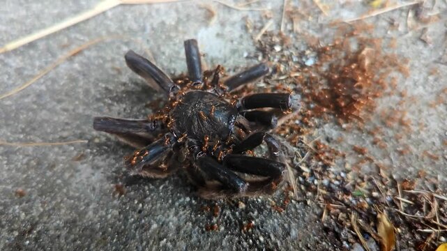 4K footage of a dead Papua tarantula (Selenocosmia species) being swarmed by red ants, showing dramatic wildlife and insect interaction in nature.