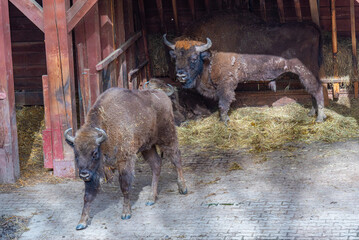 Bisons at Bison sanctuary in Polish town Pszczyna, Poland © dudlajzov