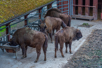 Bisons at Bison sanctuary in Polish town Pszczyna, Poland © dudlajzov