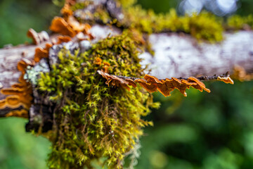 Trametes versicolor Fungus Growing on Tree Branch, Purisima Creek Redwoods Preserve.
