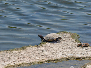 Fototapeta premium 甲羅干しをする猪名川のアカミミガメ