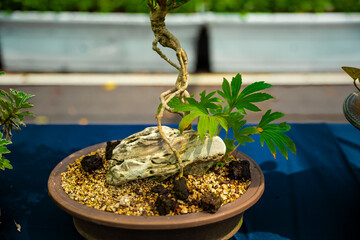plant in a pot