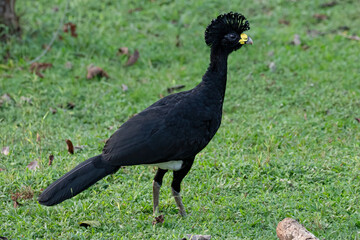 Great Curassow Crax rubra standing on grass in Costa Rica, bird wildlife photography