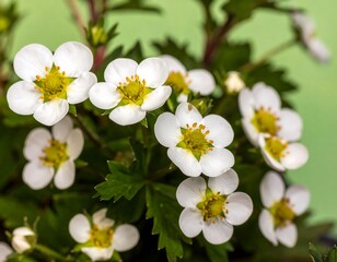 Close-up of delicate white flowers (1)