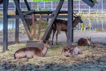 Deers at Bison sanctuary in Polish town Pszczyna, Poland © dudlajzov
