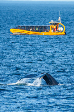 Whale observation in Cap de la desire !