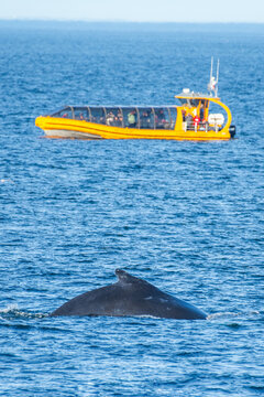 Cap de la desire ,Quebec - Whale observation 