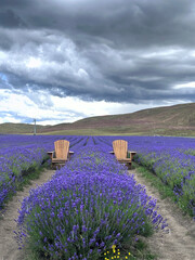 Peaceful lavender field landscape with wooden chairs under dramatic sky