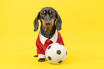Cute dachshund wearing a red sweater, posing with a soccer ball on a vibrant yellow background,...