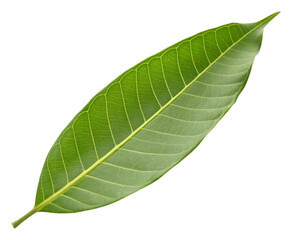 mango leaf isolated on white