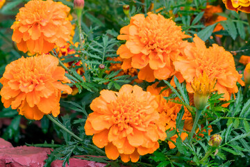 Marigold flower is a heat-loving, drought-resistant annual plant that is undemanding to soils. Use...