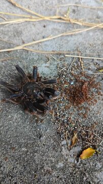 4K footage of a dead Papua tarantula (Selenocosmia species) being swarmed by red ants, showing dramatic wildlife and insect interaction in nature.