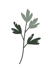 Botanical Twig with Sage Leaves Illustration