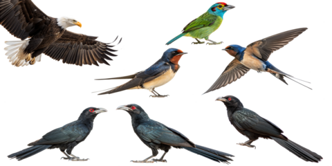 collection of birds