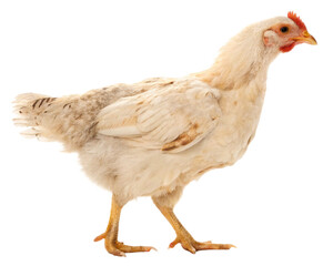 chicken isolated, Cutout