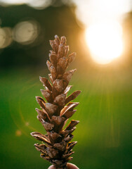 A close-up of a pine cone is held against the backdrop of a soft, glowing sunset.