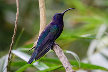 Violet Sabrewing Hummingbird Campylopterus hemileucurus perched on branch in Costa Rica, bird...