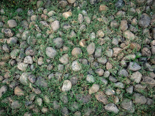 Rocks and Grass A Natural Ground Cover on abandoned backyard