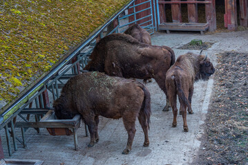 Bisons at Bison sanctuary in Polish town Pszczyna, Poland © dudlajzov