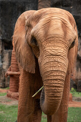 Big African Elephant