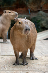 Capybara ( Hydrochoerus Hydrochaeris)
