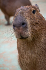 Capybara ( Hydrochoerus Hydrochaeris)
