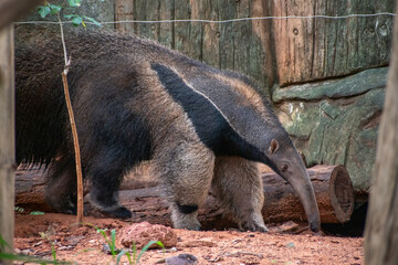 Giant Anteaters (Myrmecophaga tridactyla)
