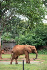 Big African Elephant