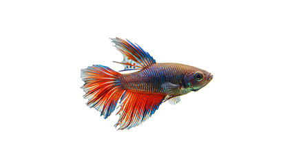 Fototapeta premium Siamese Fighting Fish with Red and Blue Fins, A Stunning Betta Fish with Intricate Scale Patterns