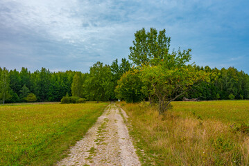 Meadow at Bialowieza national park in Poland
