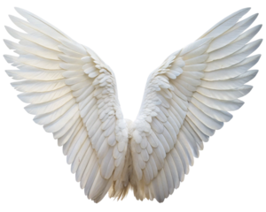 angel wings isolated, cut-out 