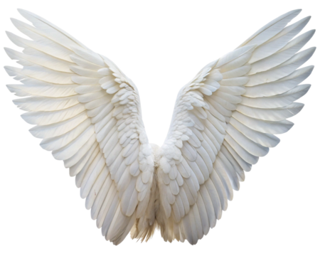 angel wings isolated, cut-out