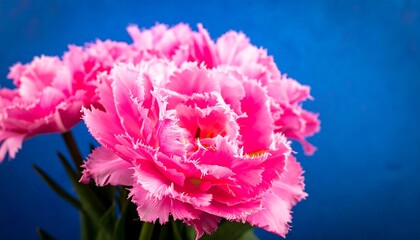 Close-up pink tulips against blue