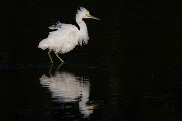 Snowy egret ruffles its feathers as it wades in a shallow lake.