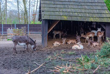Deers at Bison sanctuary in Polish town Pszczyna, Poland © dudlajzov