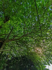 green forest in the morning