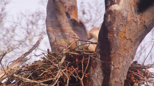 A Crested Eagle chick flaps its wings inside the nest in Tambopata, Madre de Dios, practicing to strengthen its flight in a locked shot.