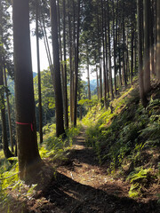 森の中のトレイル