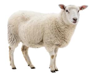 Fotobehang Schapen white sheep isolated, cut-out   © Julay