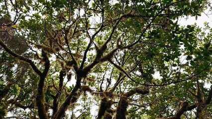 Majestic Canopy A Beautiful Gaze Through the Lush Green Tree Branches and Leaves Above