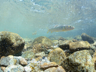 鮎が縄張りを守りながら川を泳ぐ	